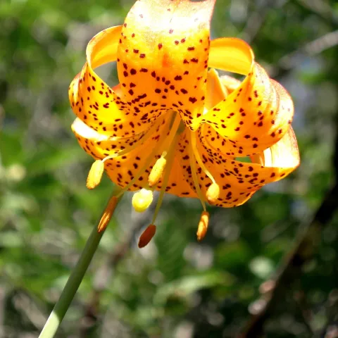 Leopard lily. Brent McGhie