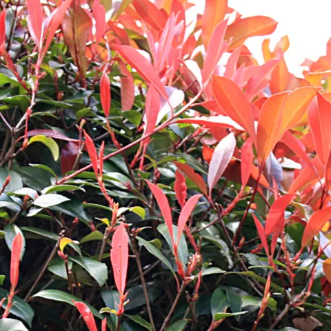 Photinia