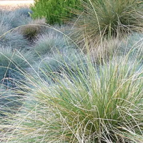 Blue fescue
