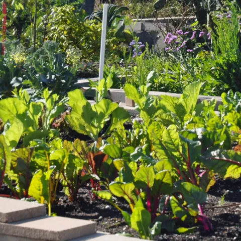 Raised garden beds with Swiss Chard