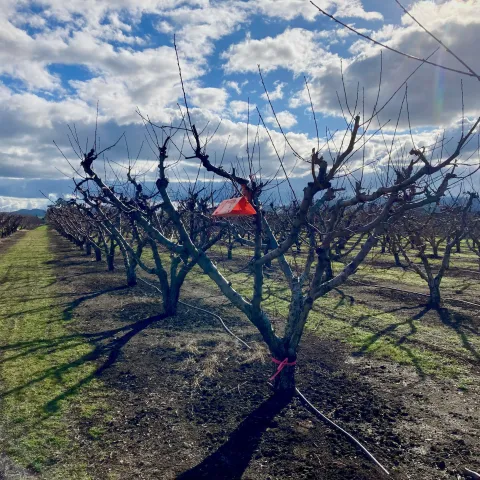 Delta trap on a tree in an orchard