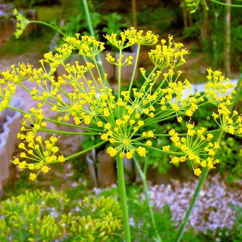 Dill (Anethum graveolens)