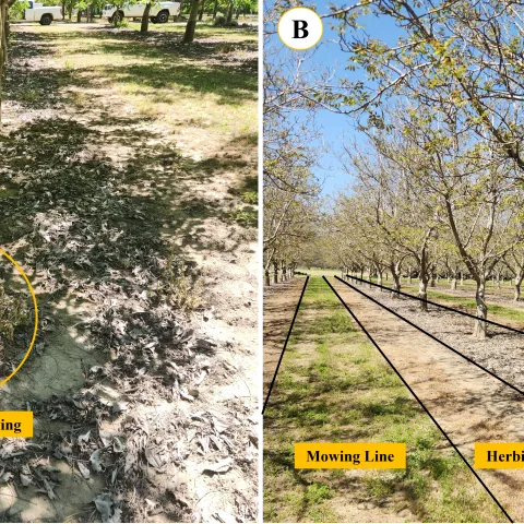 Fig. 6. Adoption of herbicide spot application (A) and herbicide spray line outside the mulch line/tree rows (B) in a conventional walnut orchard site where walnut leaf mulch was implemented for weed management.