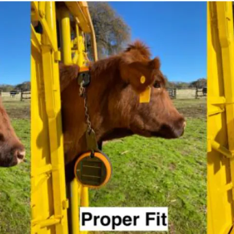 three side-by-side images show virtual fencing collar on the neck of a heifer, fitted too loose, properly, and too tight