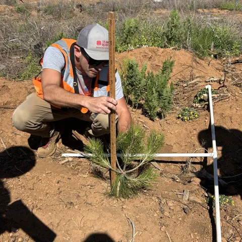 Measuring height of conifer seedling 