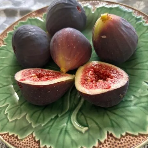 Mission Fig
