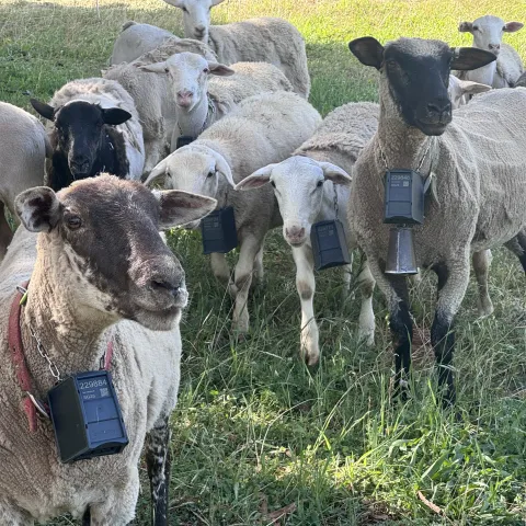 Sheep grazing with virtual fence technology