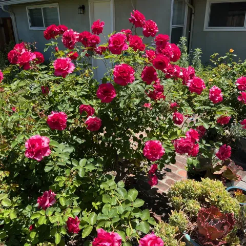 Roses, by MG Martha Carpenter