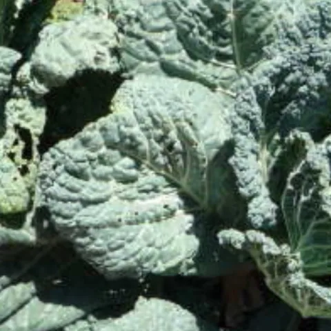 Savoy cabbage