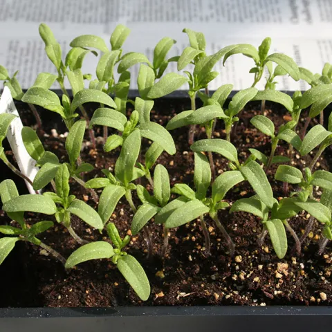 Seedlings Univ. of Main, UCANR blog