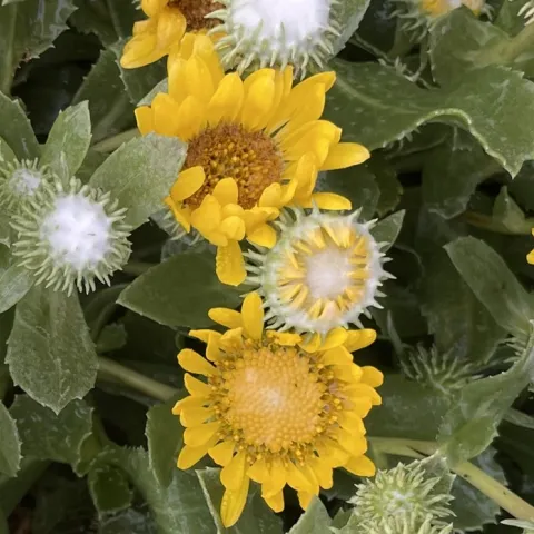 Sonoma coast landscape plants for the home garden