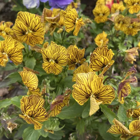 Striped pansies