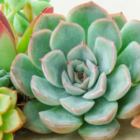 Succulent health care talk