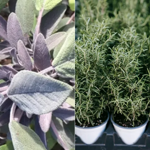 ThanksgivingHerbBanner_1920by634