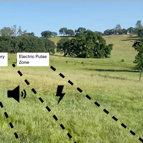 illustration of auditory zone and electric pulse zone in rangeland and close up of cattle with GPS collar
