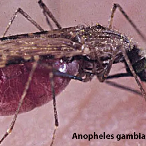 Anopheles gambiae