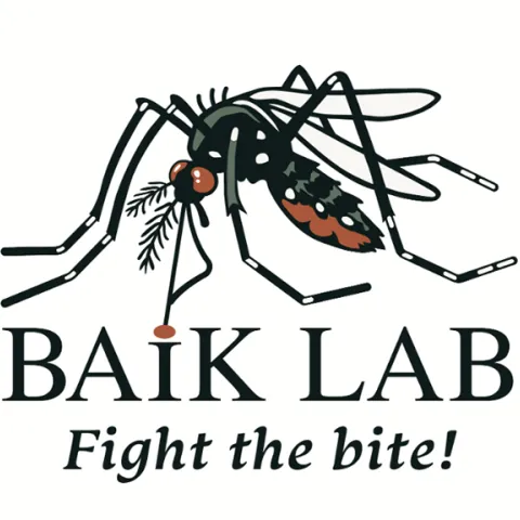 Aedes albopictus mosquito, Lisa Baik lab