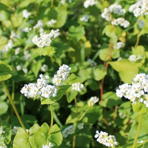 buckwheat
