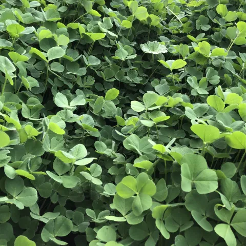 cover crop, Candace simpson