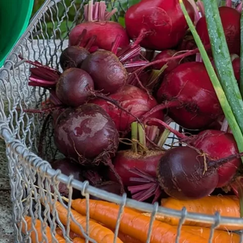 Food gardening tips for Sonoma County home gardeners