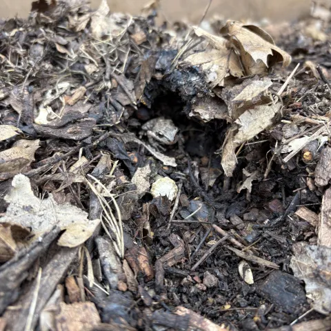 frog in compost