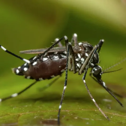 Asian tiger mosquito. 