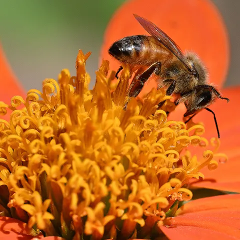 Honey bee on Mexican sunlower (Tithonia rotundifola) in the UC Davis Bee Haven. (Photo by Kathy Keatley Garvey)