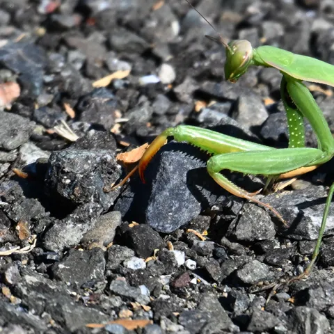 Female European mantis, Mantis religiosa, in Rio Visa on Labor Day. (Photo by Kathy Keatley Garvey)