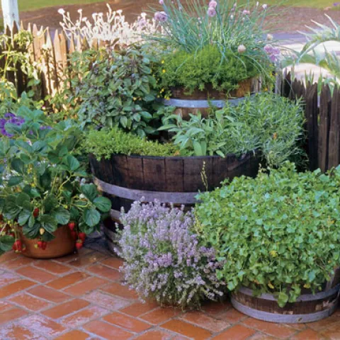 Herbs in pots