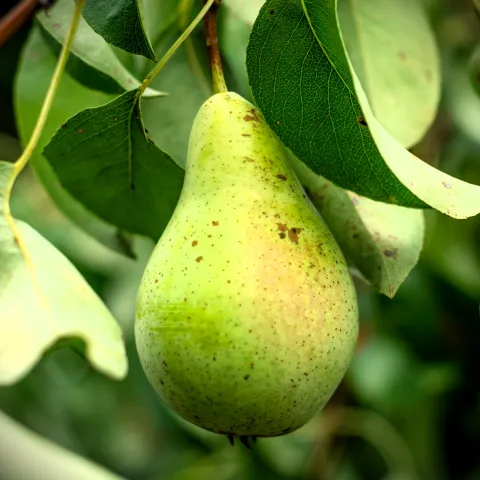 Pear fruit hanging on a tree