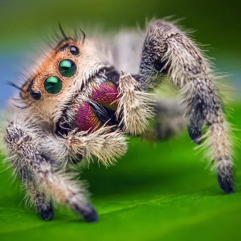 jumping spider