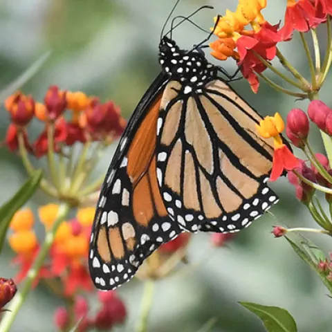 Monarch nectaring on milkweed in Vacaville, Calif. (Photo by Kathy Keatley Garvey)