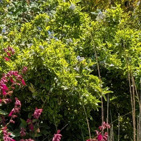 Adding native plants in your Sonoma County home garden