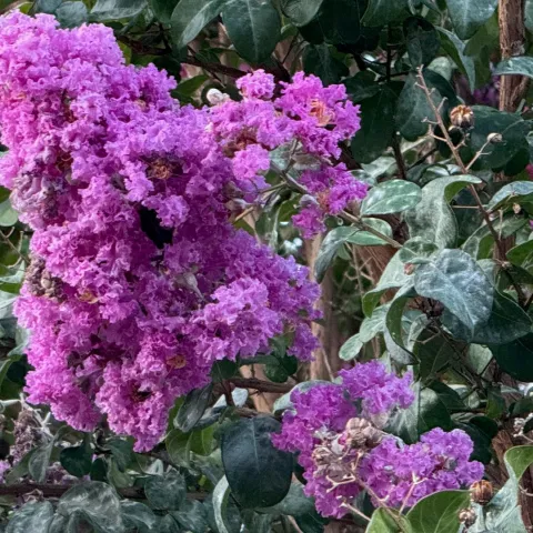 Crape Myrtle with powdery mildew