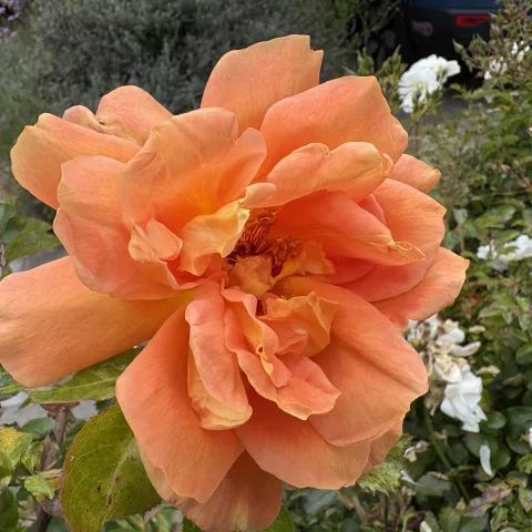 rose in bloom