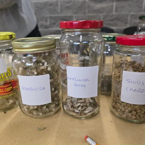 seeds in jars