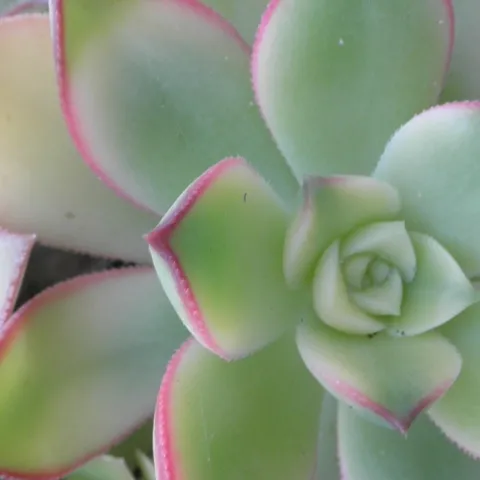 Master Gardener succulent sale Sept 2025