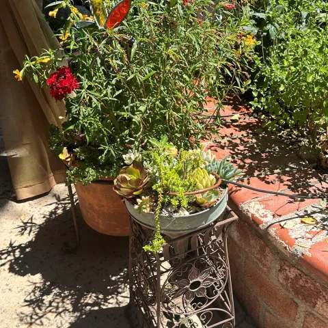 succulents in a pot