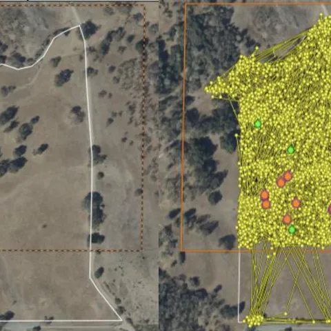 side-by-side image of virtual fence boundary and movement of heifers within it