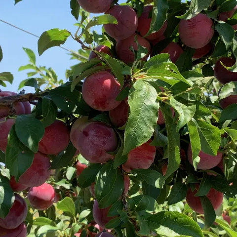 Ripe pluots ready to pick. A new workshop focuses on how to tell when it's best to pick various fruits. Laura Kling
