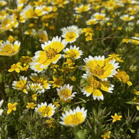 Tidytips (Layia platyglossa), a native wildflower. Eve Werner