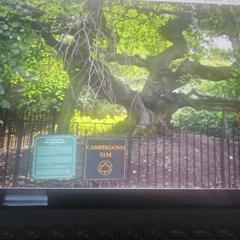 Camperdown elm in Prospect Park in New York