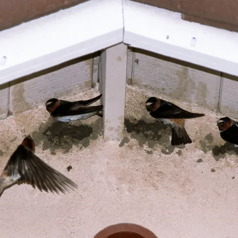Birds hanging under the eaves of a house, preparing to build mud nests.