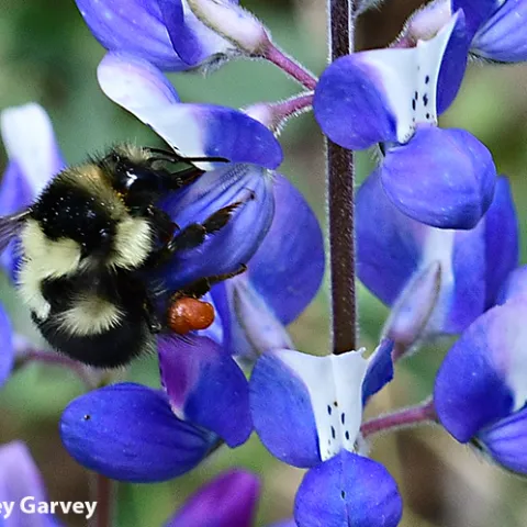 Bombus melanopygus nectaring on lupine. (Photo by Kathy Keatley Garvey)