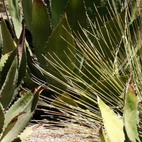 Agaves