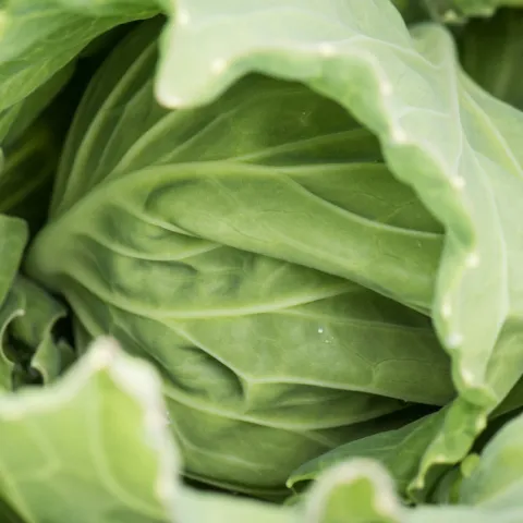 Up close cabbage