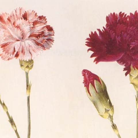 Dianthus