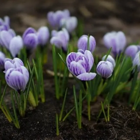 Crocus vernus ‘Pickwick’