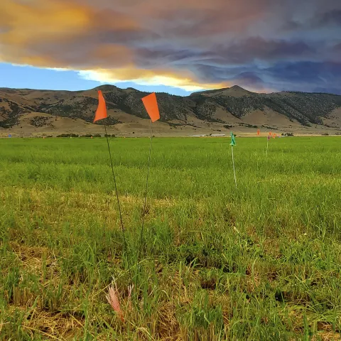 Flagging Fescue Variety Trial With Smoke Blocking the Sun