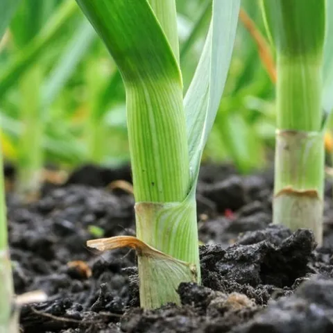 Growing garlic in Sonoma County